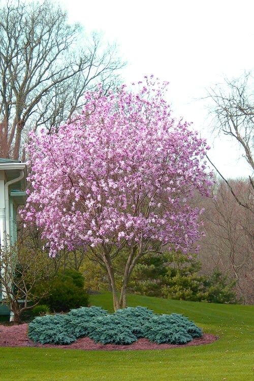 Jane Magnolia - 3 Gallon