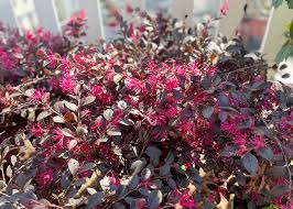 Cerise Charm™ Loropetalum - 3 Gallon