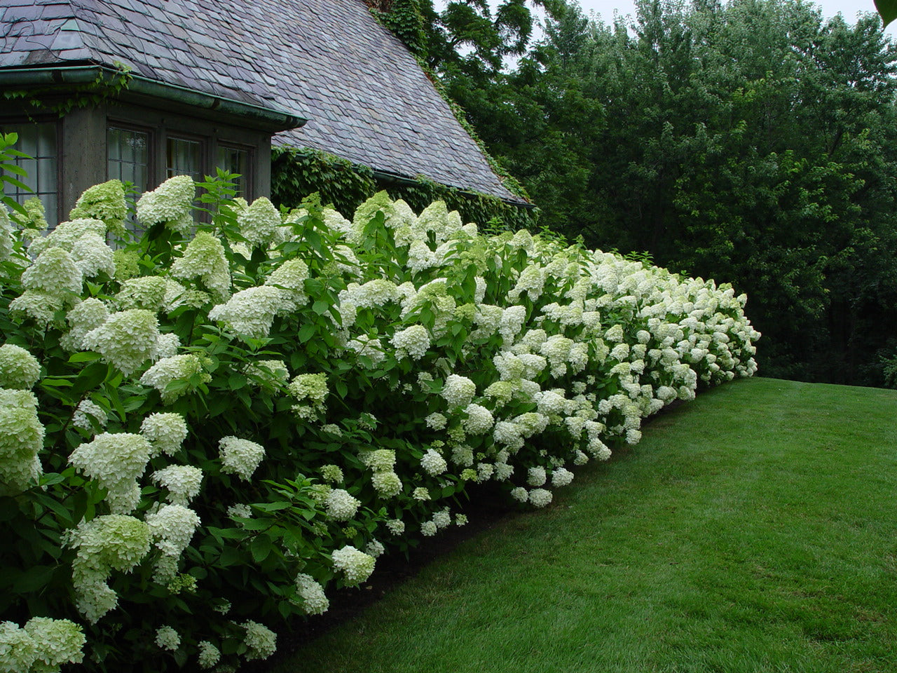 Limelight Hydrangea - 3 Gallon