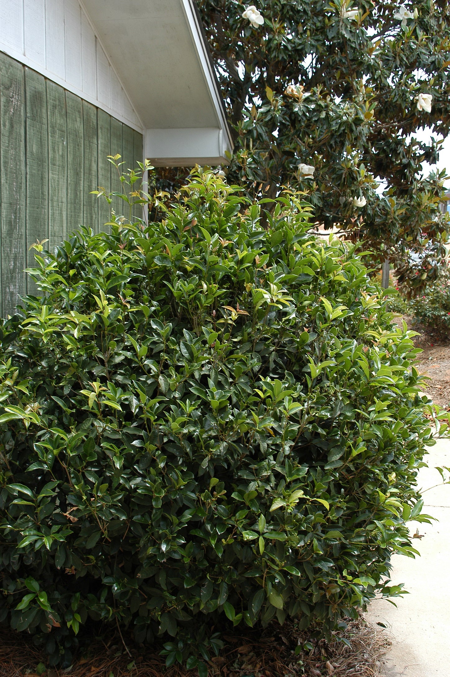 Fragrant Tea Olive Tree - 3 Gallon