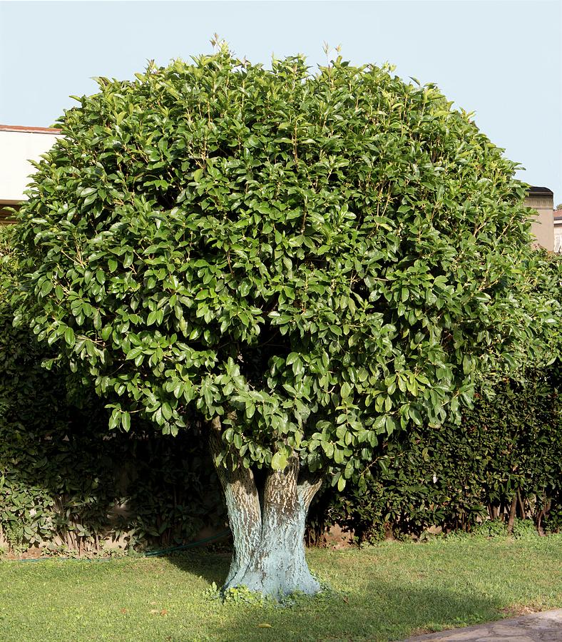 Fragrant Tea Olive Tree - 3 Gallon