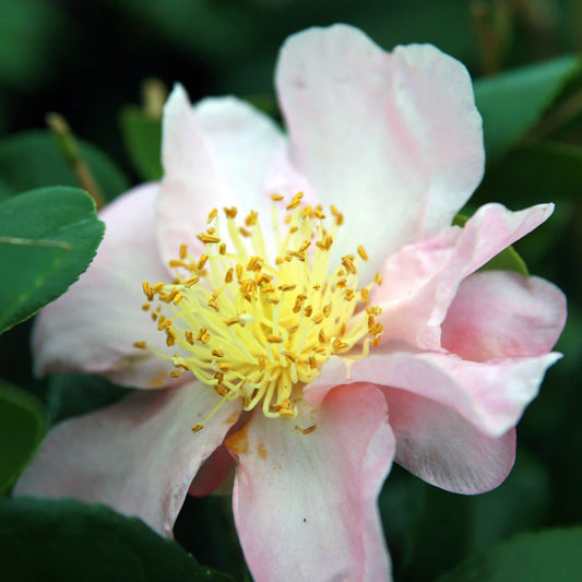 Winter's Star Camellia