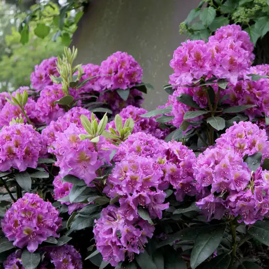 Black Hat® Rhododendron - 3 Gallon (2 Pack)