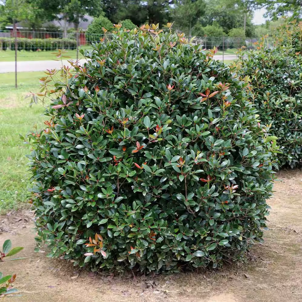 Japonica Cleyera - 3 Gallon