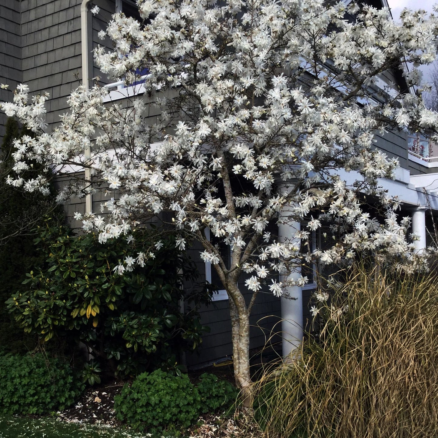 Royal Star Magnolia