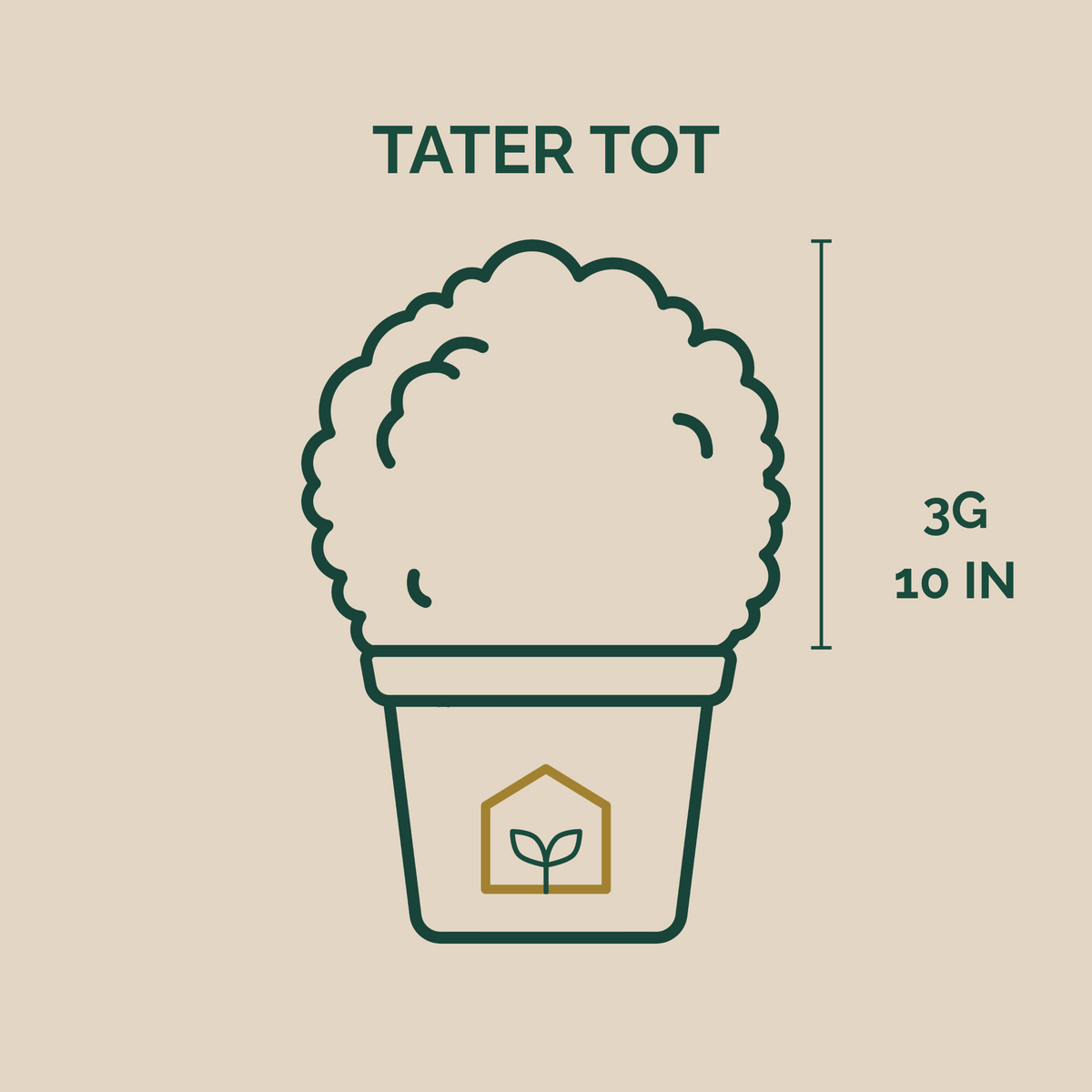Tater Tot® Arborvitae