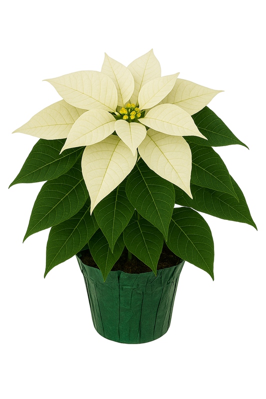 White Poinsettia