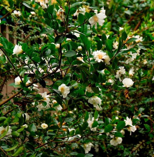 Winter's Snowman Camellia