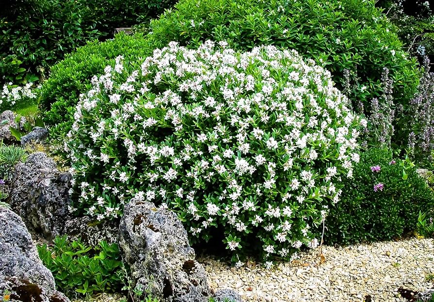 General Planting Guide: 7 Easy Steps