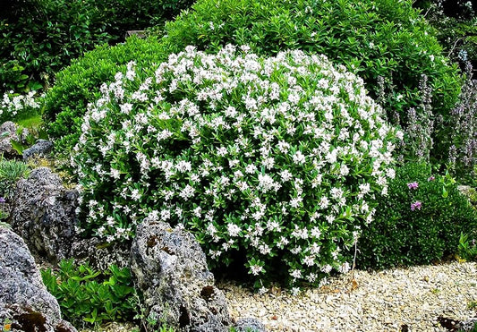 Why Gardeners Love August Beauty Gardenias