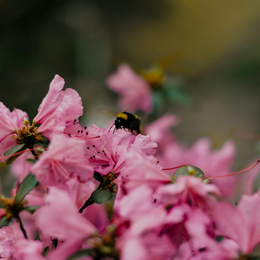 Azaleas: A Spring Landscape Showstopper