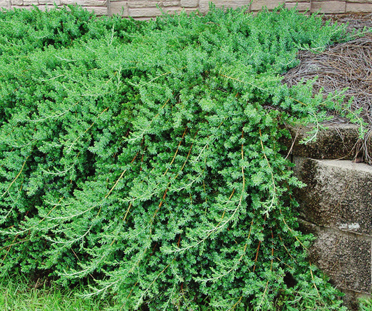 Blue Pacific Juniper: Groundcover Your Landscape Needs