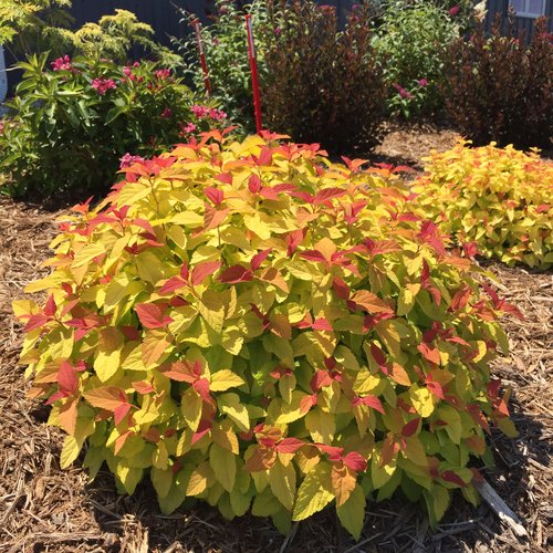 Double Play Candy Corn Spirea Shrub image 0