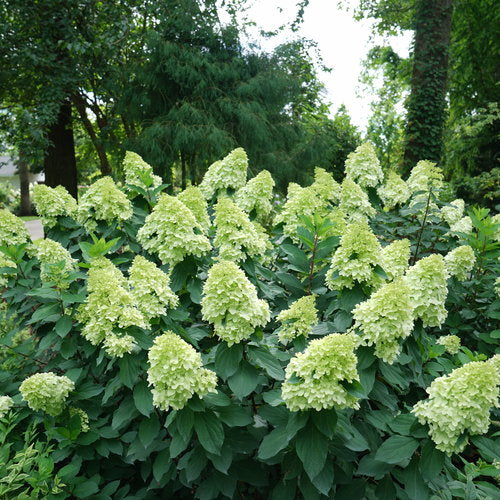 Limelight Hydrangea Shrub image 0