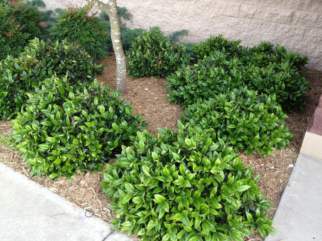 Carissa Holly Shrub image 2