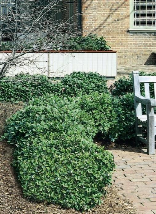 Carissa Holly Shrub image 0