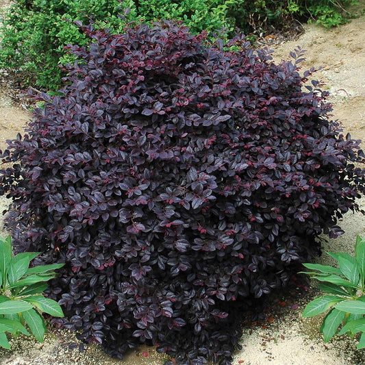Cerise Charm Loropetalum Shrub - 3 Gallon image 0