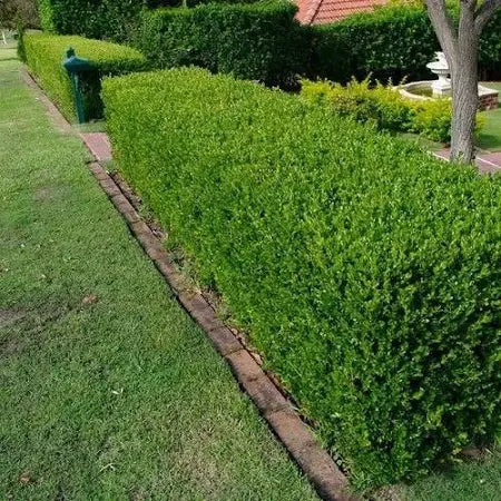 Wintergreen Boxwood Shrub image 0