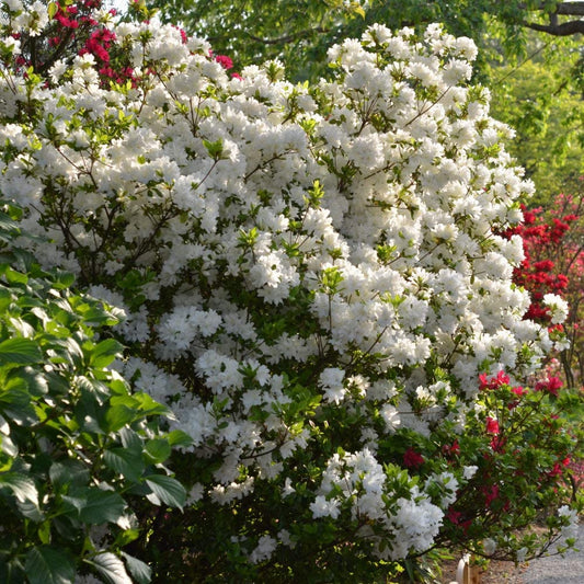 Autumn Angel Azalea Shrub - 3 Gallon image 0