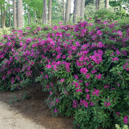 Autumn Royalty Azalea Shrub - 3 Gallon image 0
