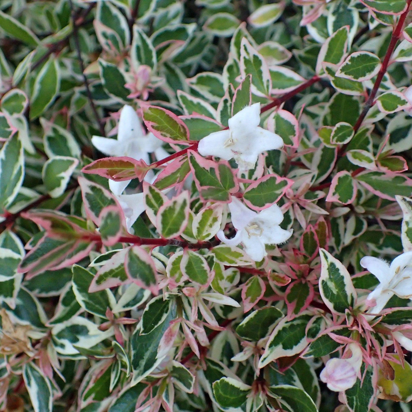 Confetti Abelia