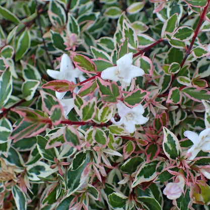 Confetti Abelia