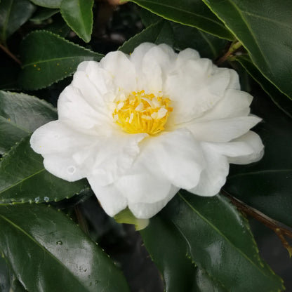 Winter's Snowman Camellia