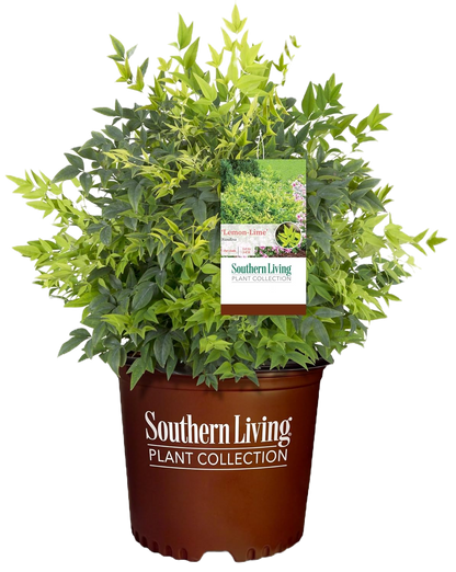 Lemon Lime Nandina Shrub image 1