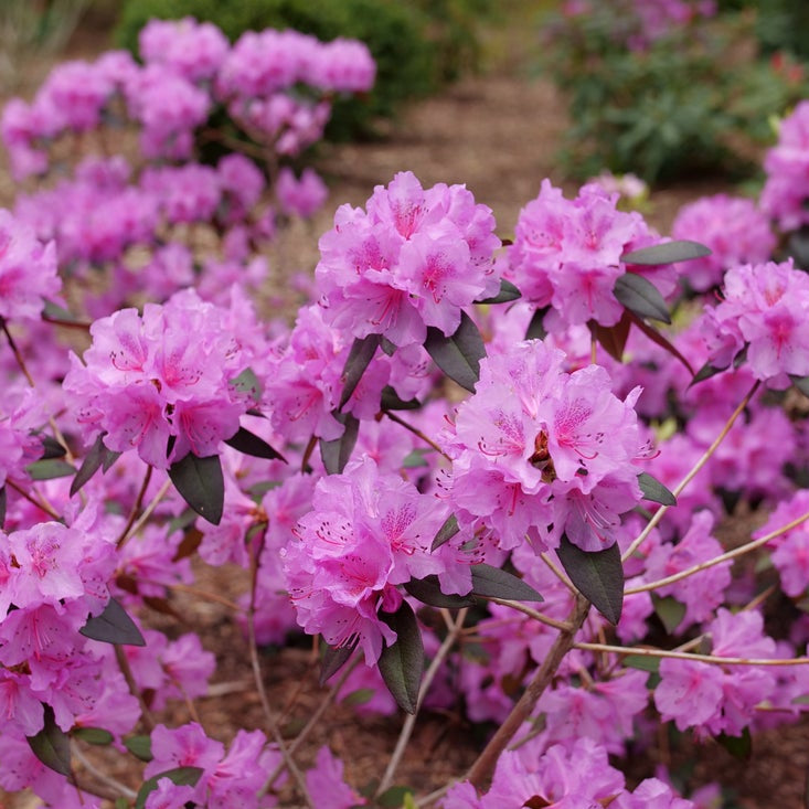 Black Hat® Rhododendron