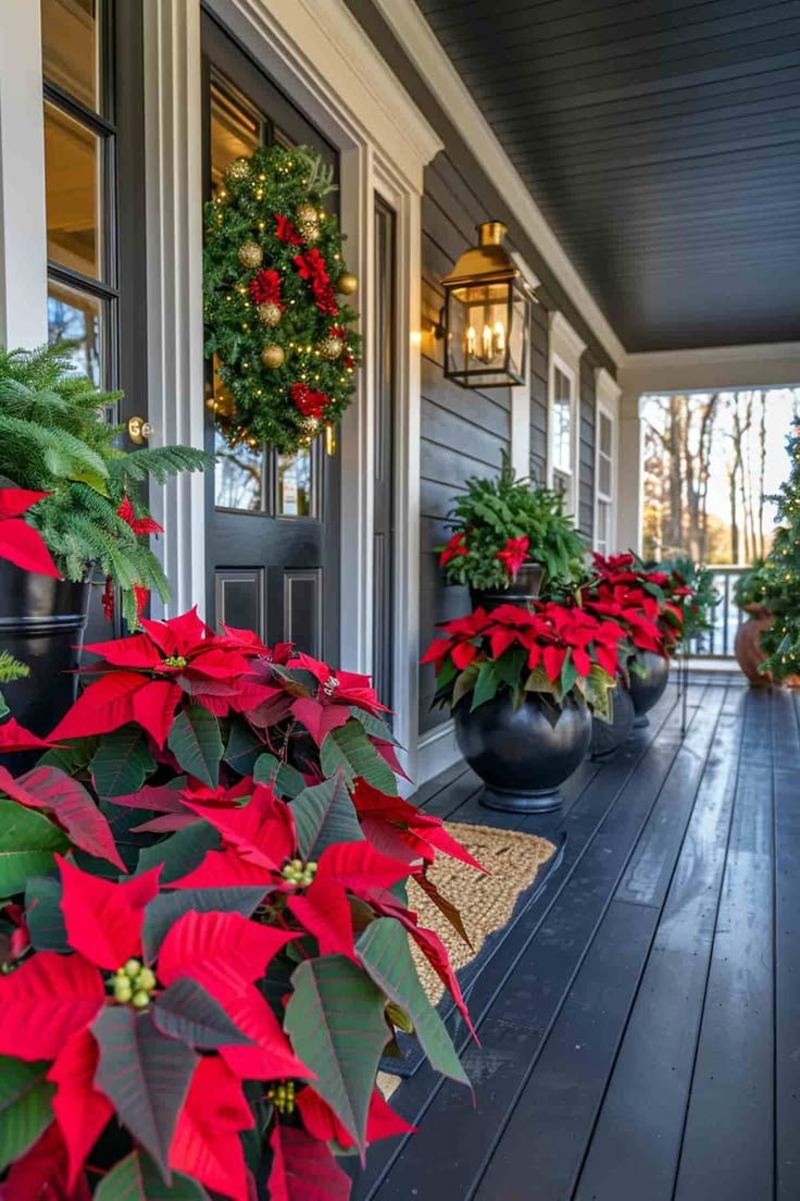 Poinsettia Pre-Sale: SHIPS NOVEMBER 25