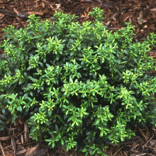 Soft Touch Holly Shrub - 3 Gallon image 3