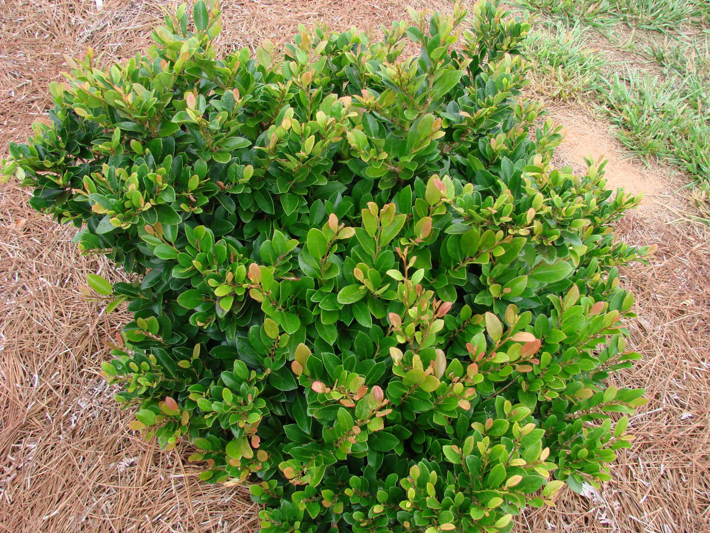 Coppertone Distylium Shrub - 3 Gallon image 3