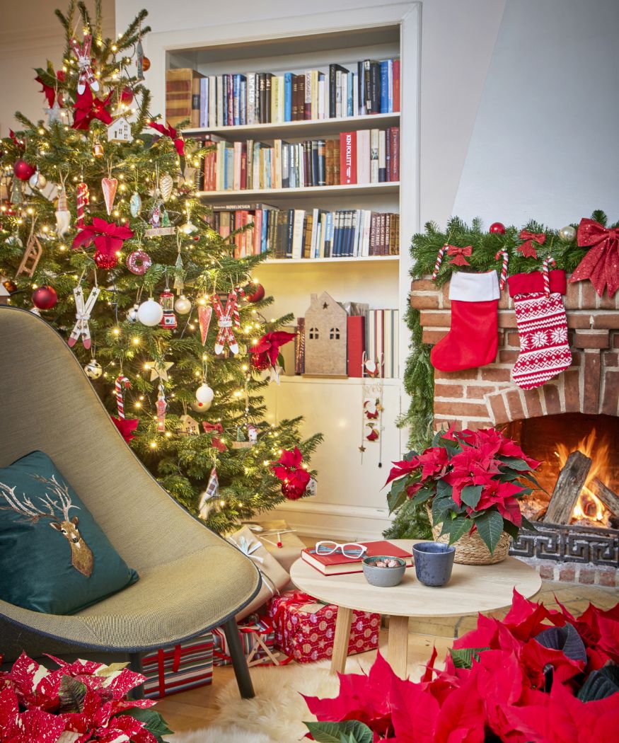 Poinsettia Pre-Sale: SHIPS NOVEMBER 25