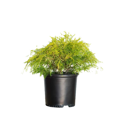 Golden Mop False Cypress Shrub image 1