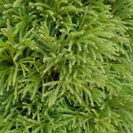 Dwarf Japanese Cedar Shrub - 3 Gallon image 5
