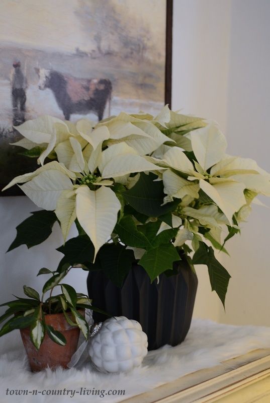 Poinsettia Pre-Sale: SHIPS NOVEMBER 25