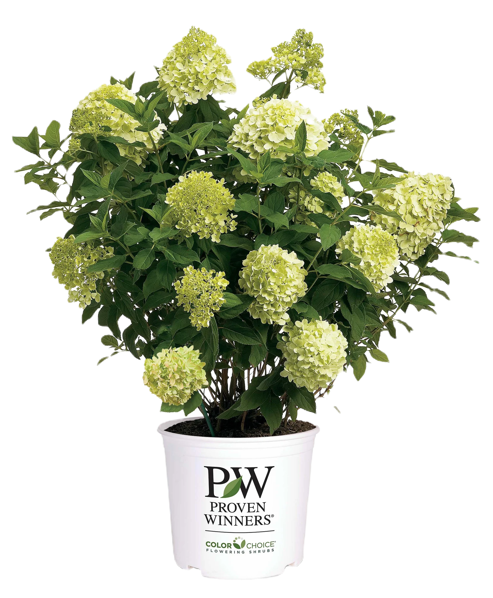 Limelight Hydrangea Shrub image 1