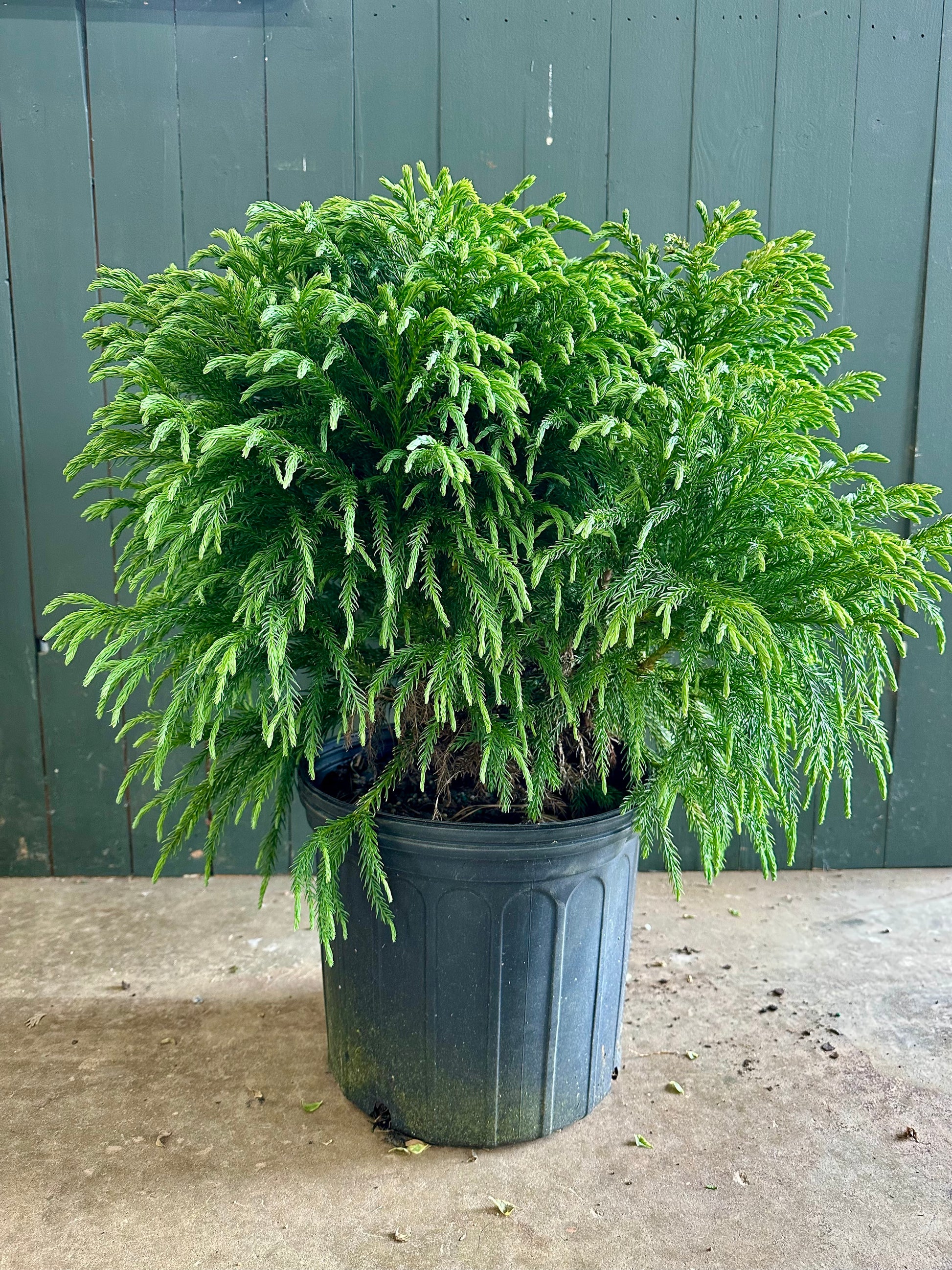 Dwarf Japanese Cedar Shrub - 3 Gallon image 1
