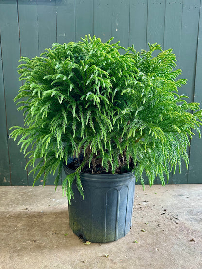 Dwarf Japanese Cedar Shrub - 3 Gallon image 1