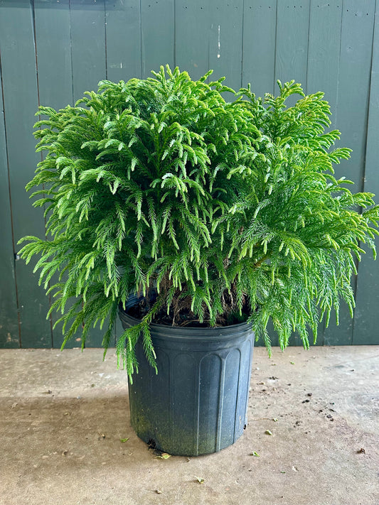 Dwarf Japanese Cedar Shrub - 3 Gallon image 1
