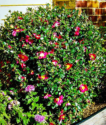 Yuletide Camellia Shrub image 0