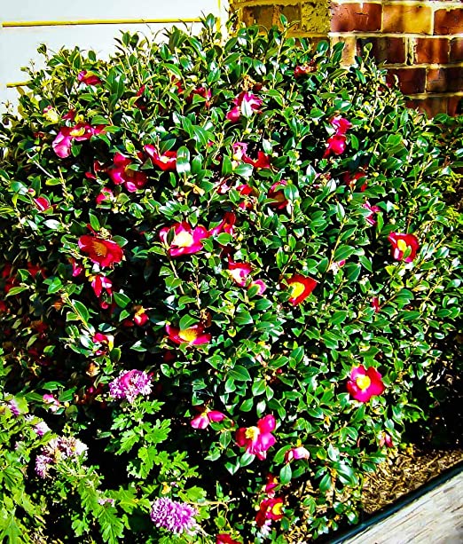 Yuletide Camellia Shrub image 0