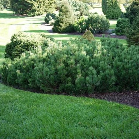 Dwarf Mugo Pine