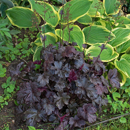 Coral Bells Obsidian Heuchera - 3 Gallon