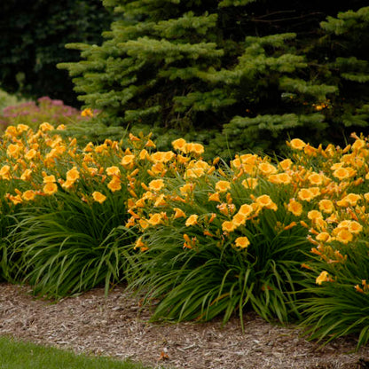Stella de Oro Daylily Perennial - 1 Gallon