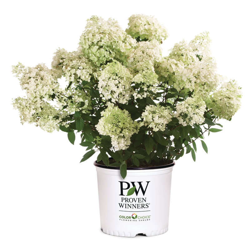 A potted flowering shrub with dense clusters of small white flowers and green foliage, in a white nursery pot printed with the logo 'PW Proven Winners Color Choice Flowering Gardens'.