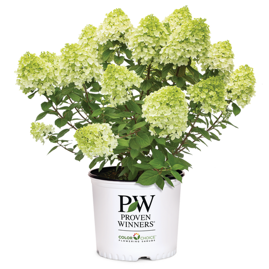A potted flowering hydrangea plant with pale green and white blooms and green foliage, shown in a white nursery pot printed with the Proven Winners brand logo on a clean white background.