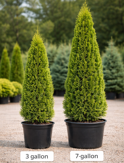 Degroots in grower's pots at a nursery