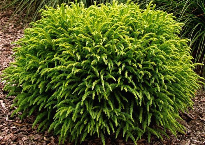 Dwarf Japanese Cedar Shrub - 3 Gallon image 3