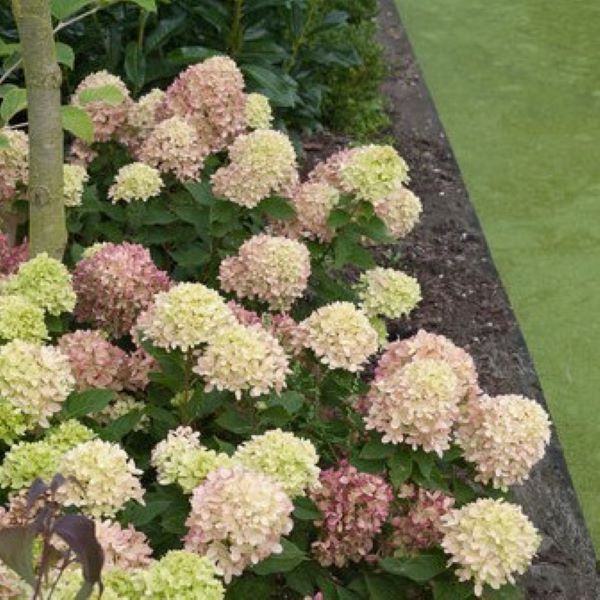 Little Lime Hydrangea Shrub - 3 Gallon image 0